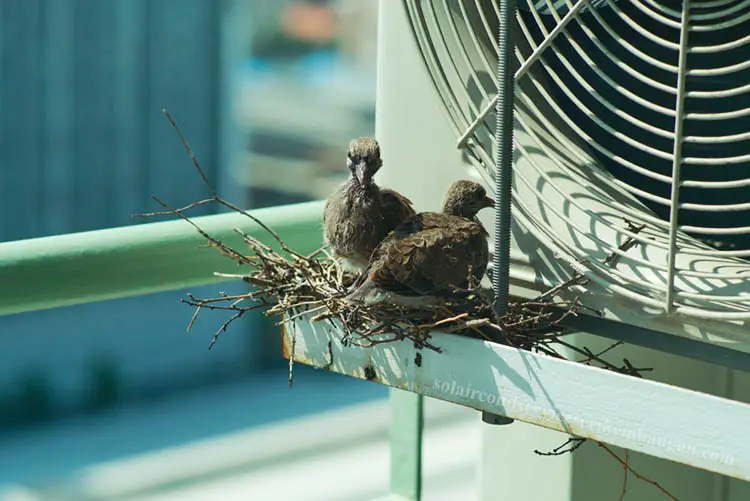 bird nesting by outdoor aircon unit
