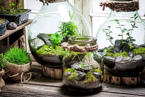 Beautiful jar with live forest with self ecosystem
