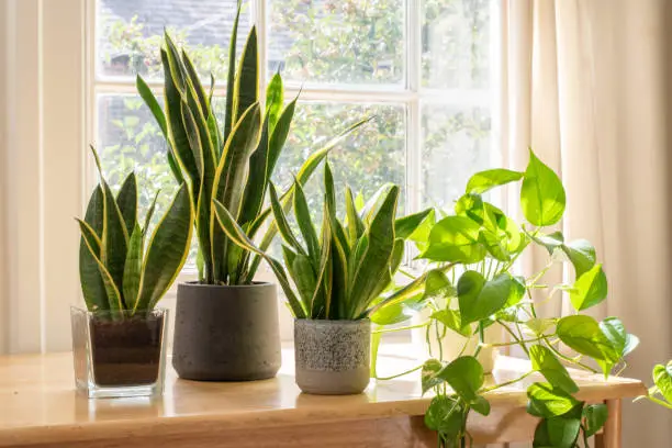 snake plant can survive air conditioner